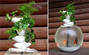 綠植與魚(yú)兒共生的魚(yú)缸