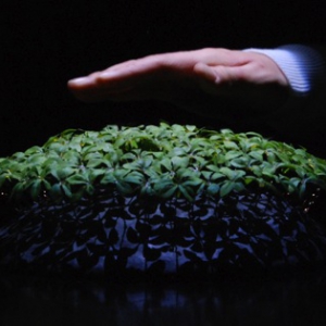 生長(zhǎng)之植物機(jī)器人秀